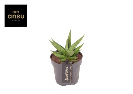 Sansevieria Comet Canoe