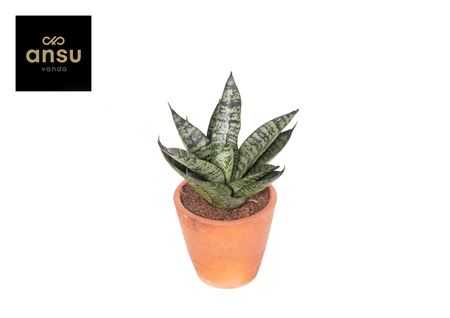 Sansevieria Comet Ming Green Marble Terracotta