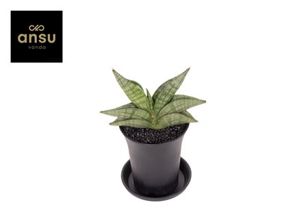 Sansevieria Inti Mini