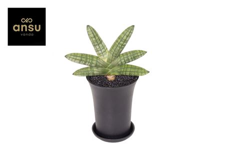 Sansevieria Inti Mini No. 5