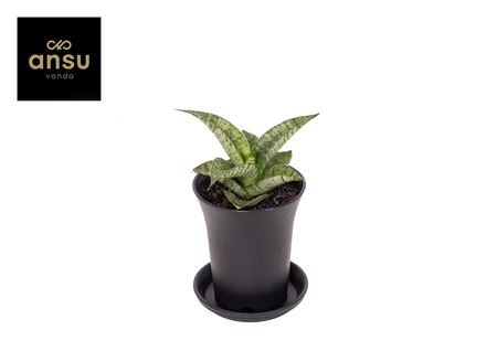 Sansevieria Star Mini Marbel