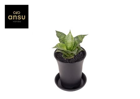 Sansevieria Star Mini Marbel