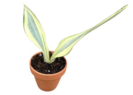 Sansevieria Moonshine Splash