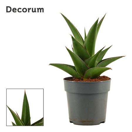 Sansevieria Abbey Crown (decorum)