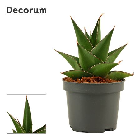 Sansevieria Abbey Crown (decorum)