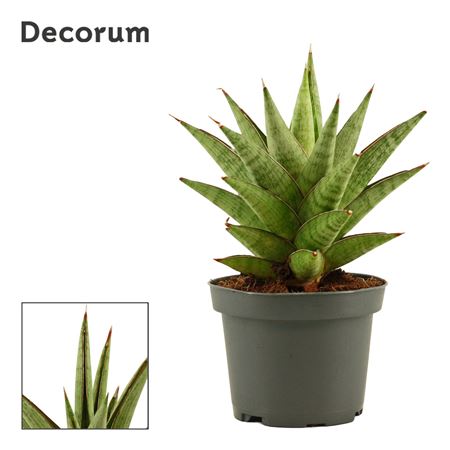 Sansevieria Jewel Crown (decorum)