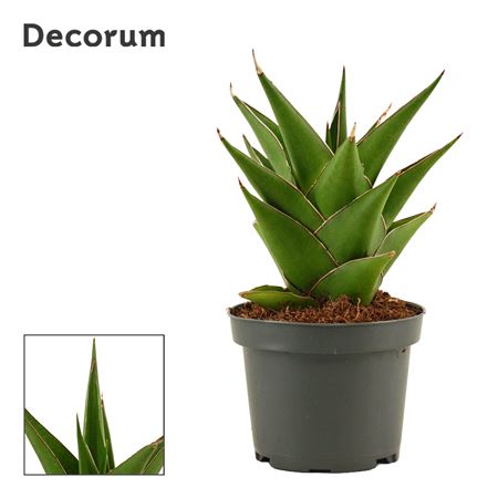 Sansevieria Temple Crown (decorum)