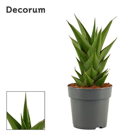 Sansevieria Temple Crown (decorum)