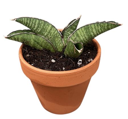 Sansevieria Marscha Anjani