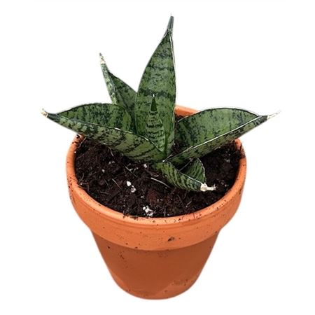 Sansevieria Pagodah Dark