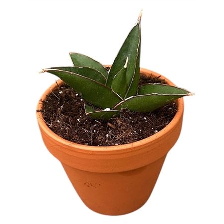 Sansevieria Tower Blue