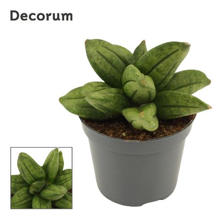 Сансевиерия Пирамидальная Корона