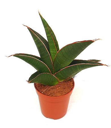 Sansevieria Twist