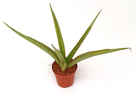 Sansevieria Starshine