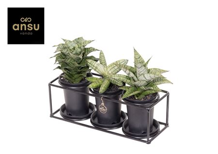 Sansevieria Trio In Design Frame