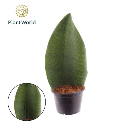 Sansevieria 'masoniana' Whale Fin