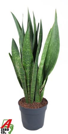 Sansevieria Sauvage