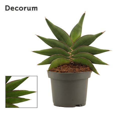 Sansevieria Stylish Fan (decorum)