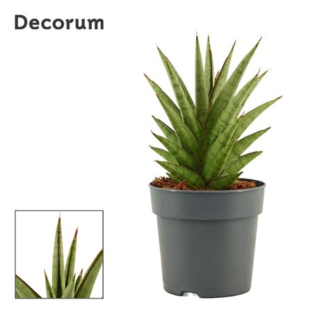 Sansevieria Jewel Crown (decorum)