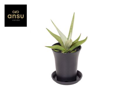 Sansevieria Comet Pastel Grey