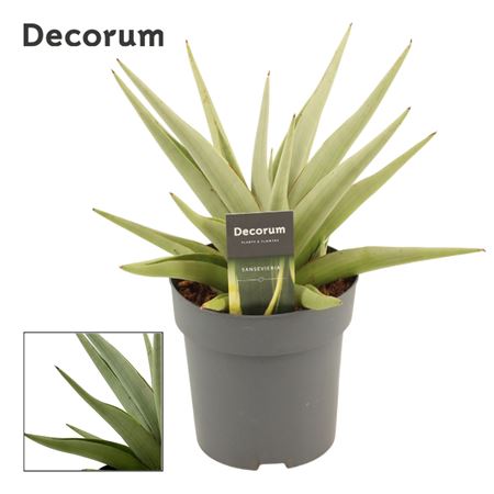 Sansevieria Chanin Crown (decorum)