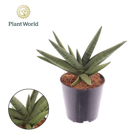 Sansevieria Helios Twisted