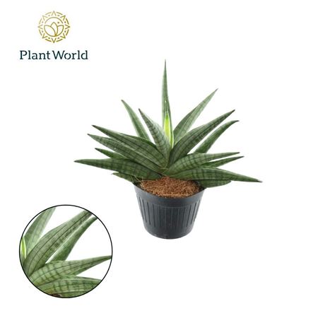Sansevieria Helios