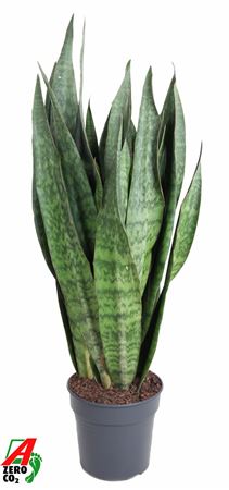 Sansevieria Sauvage