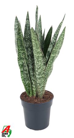 Sansevieria Sauvage