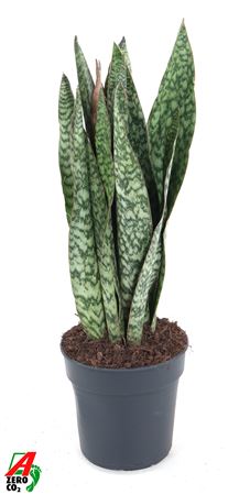 Sansevieria Sauvage