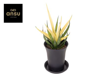 Sansevieria Comet Chrysanta Lemon In Sierpot