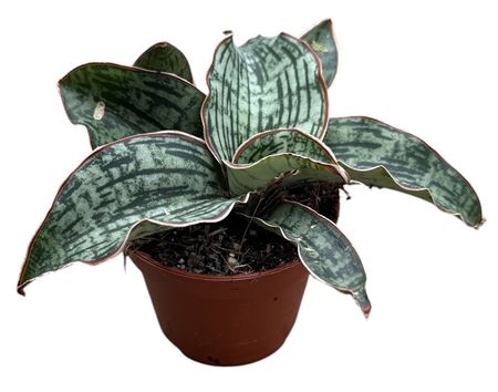 Sansevieria Cleopatra