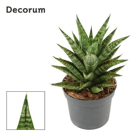 Sansevieria Tina Crown