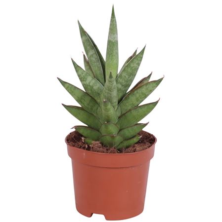 Sansevieria Pagodah Green