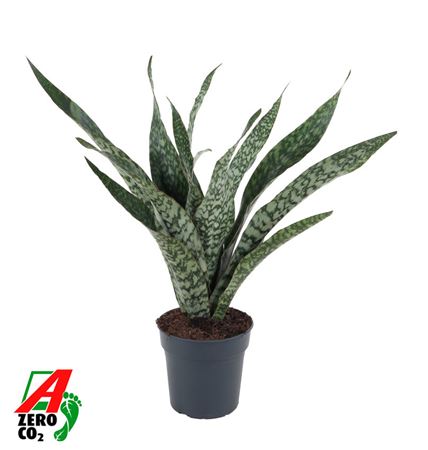 Sansevieria Jaboa
