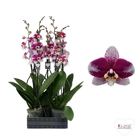 Phalaenopsis Barcelona - 2 Tak 60cm
