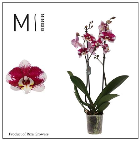 Phal 2st Barcelona 16+
