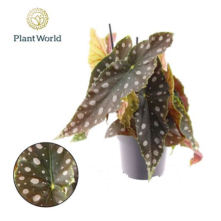 Begonia Maculata Mega Dot