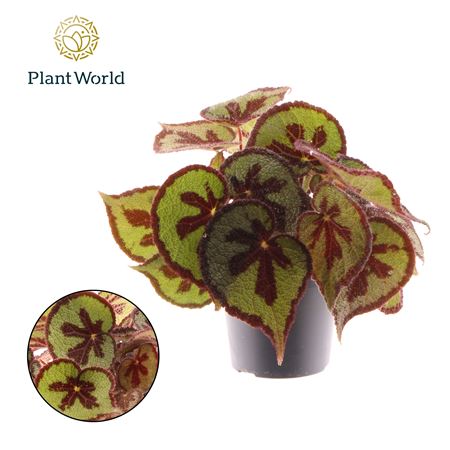 Begonia Masoniana Mountain