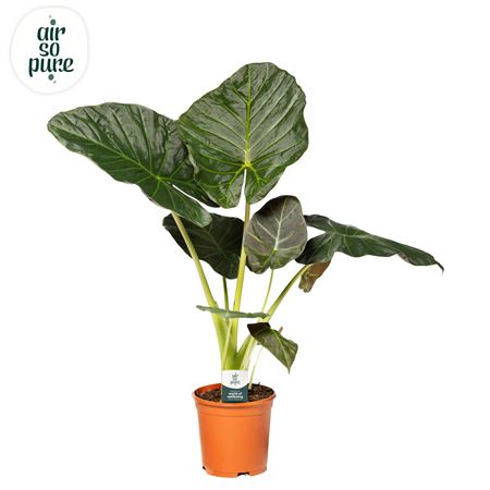Alocasia Regal Shield