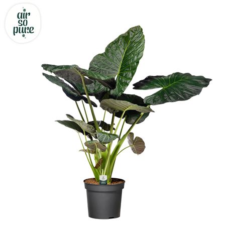 Alocasia Regal Shield P35 (air So Pure)