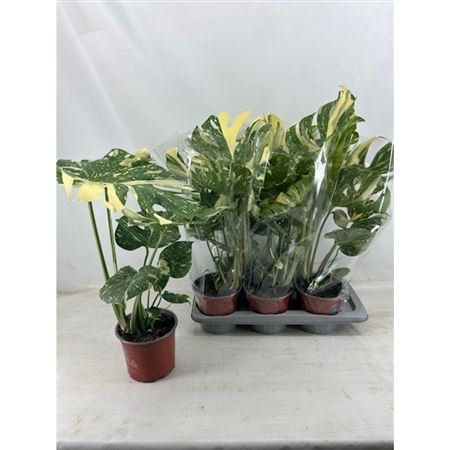 Monstera Thai Constellation