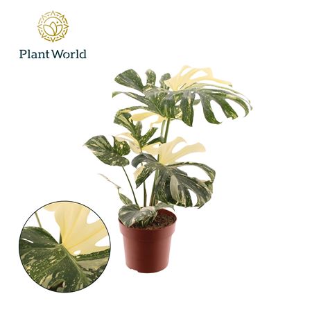 Monstera Thai Constellation