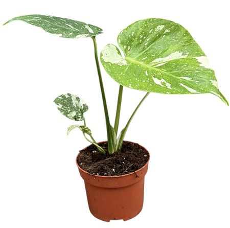 Monstera Thai Constellation