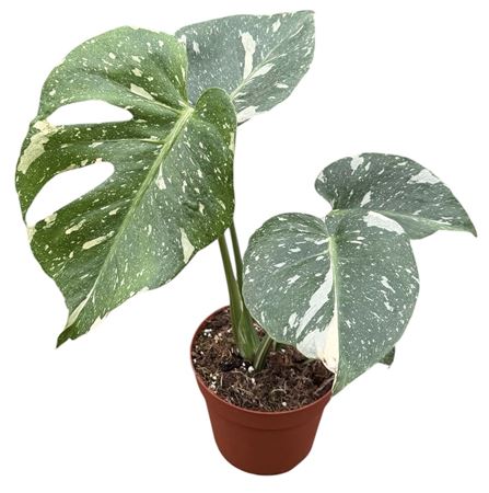 Monstera Thai Constellation