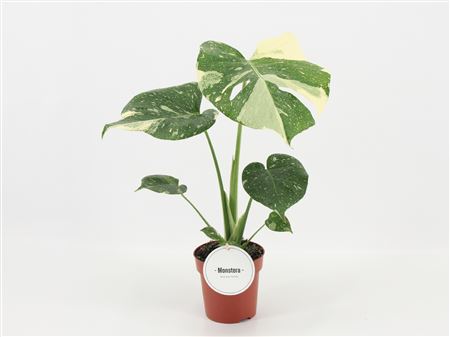 Monstera Thai Constellation