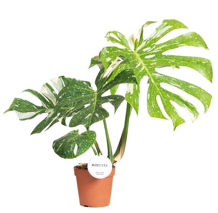 Monstera Thai Constellation
