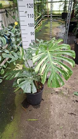 Monstera Del Thai Constellation