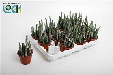 Стапелия Стапелииформис