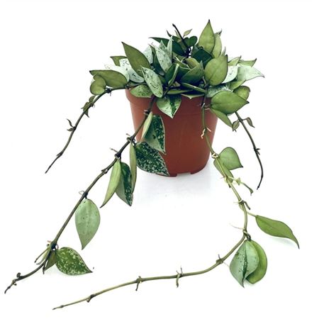 Hoya Krohniana Eskimo